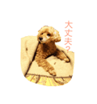 トイプーのポッキー（個別スタンプ：6）