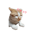 きららの猫にゃんスタンプ（個別スタンプ：1）