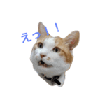 きららの猫にゃんスタンプ（個別スタンプ：2）