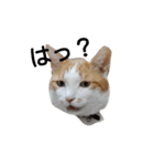 きららの猫にゃんスタンプ（個別スタンプ：3）
