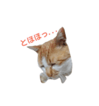 きららの猫にゃんスタンプ（個別スタンプ：4）