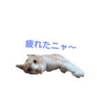 きららの猫にゃんスタンプ（個別スタンプ：5）