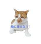 きららの猫にゃんスタンプ（個別スタンプ：7）