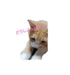 きららの猫にゃんスタンプ（個別スタンプ：8）