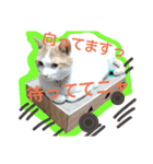 きららの猫にゃんスタンプ（個別スタンプ：10）