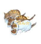 きららの猫にゃんスタンプ（個別スタンプ：11）