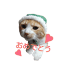 きららの猫にゃんスタンプ（個別スタンプ：14）
