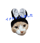 きららの猫にゃんスタンプ（個別スタンプ：15）