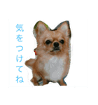 Leon Otsuka（個別スタンプ：3）