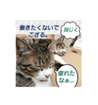 猫のナナゴン ごちゃまぜ 3（個別スタンプ：11）