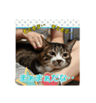 猫のナナゴン ごちゃまぜ 3（個別スタンプ：12）