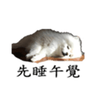 pet_name_doldol（個別スタンプ：1）