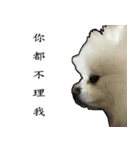 pet_name_doldol（個別スタンプ：2）