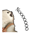 pet_name_doldol（個別スタンプ：3）