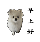 pet_name_doldol（個別スタンプ：4）