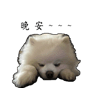 pet_name_doldol（個別スタンプ：5）
