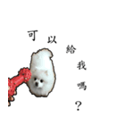 pet_name_doldol（個別スタンプ：6）