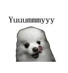 pet_name_doldol（個別スタンプ：7）