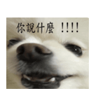 pet_name_doldol（個別スタンプ：8）