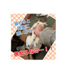 保護猫のナナゴン(ごちゃまぜ2)（個別スタンプ：14）