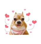 Pechploy The Dog（個別スタンプ：4）