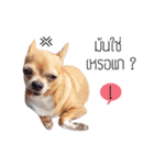 Pechploy The Dog（個別スタンプ：7）