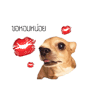 Pechploy The Dog（個別スタンプ：10）