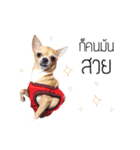Pechploy The Dog（個別スタンプ：13）