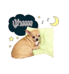 Pechploy The Dog（個別スタンプ：14）