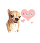 Pechploy The Dog（個別スタンプ：15）