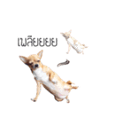 Pechploy The Dog（個別スタンプ：16）