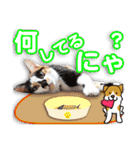 保護猫のにゃんこ（個別スタンプ：22）