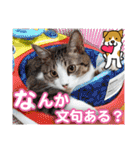 保護猫のにゃんこ（個別スタンプ：27）