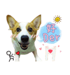 Lins' family-Corgis' daily（個別スタンプ：3）