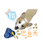 Lins' family-Corgis' daily（個別スタンプ：8）