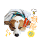 Lins' family-Corgis' daily（個別スタンプ：9）