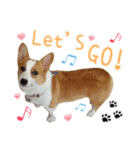 Lins' family-Corgis' daily（個別スタンプ：10）