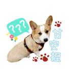 Lins' family-Corgis' daily（個別スタンプ：11）