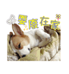 Lins' family-Corgis' daily（個別スタンプ：15）