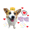 Lins' family-Corgis' daily（個別スタンプ：18）