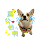 Lins' family-Corgis' daily（個別スタンプ：23）