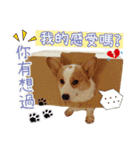 Lins' family-Corgis' daily（個別スタンプ：24）