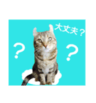 cat.American curl.KOMUGI（個別スタンプ：1）