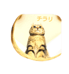 cat.American curl.KOMUGI（個別スタンプ：9）