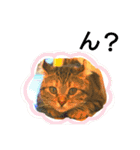 cat.American curl.KOMUGI（個別スタンプ：14）