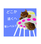 cat.American curl.KOMUGI（個別スタンプ：30）