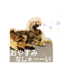 cat.American curl.KOMUGI（個別スタンプ：37）