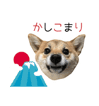 柴犬のナナ ver.3 戌年は主役です！（個別スタンプ：5）