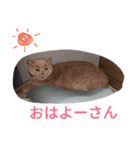 日々の猫々（個別スタンプ：1）