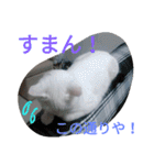 日々の猫々（個別スタンプ：6）